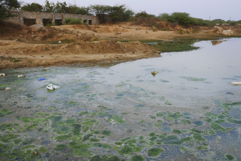 Irgrønne alger trives i det forurenede vand i Bonthapalle. Lidt nord for søen ligger flere medicinalvirksomheder, herunder Hetero Drugs, der i februar 2022 fik en dom for brud på miljøloven. Foto: Changing Markets