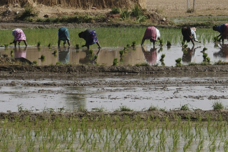 Ved siden af Musifloden arbejder kvinder i rismarken med nøgne fødder i forurenet vand, mens de høster ris, der opsuger vandet. Rester af antibiotika fra floden suges op af risene og ender i mennesker, når den bliver spist. Foto: Changing Markets