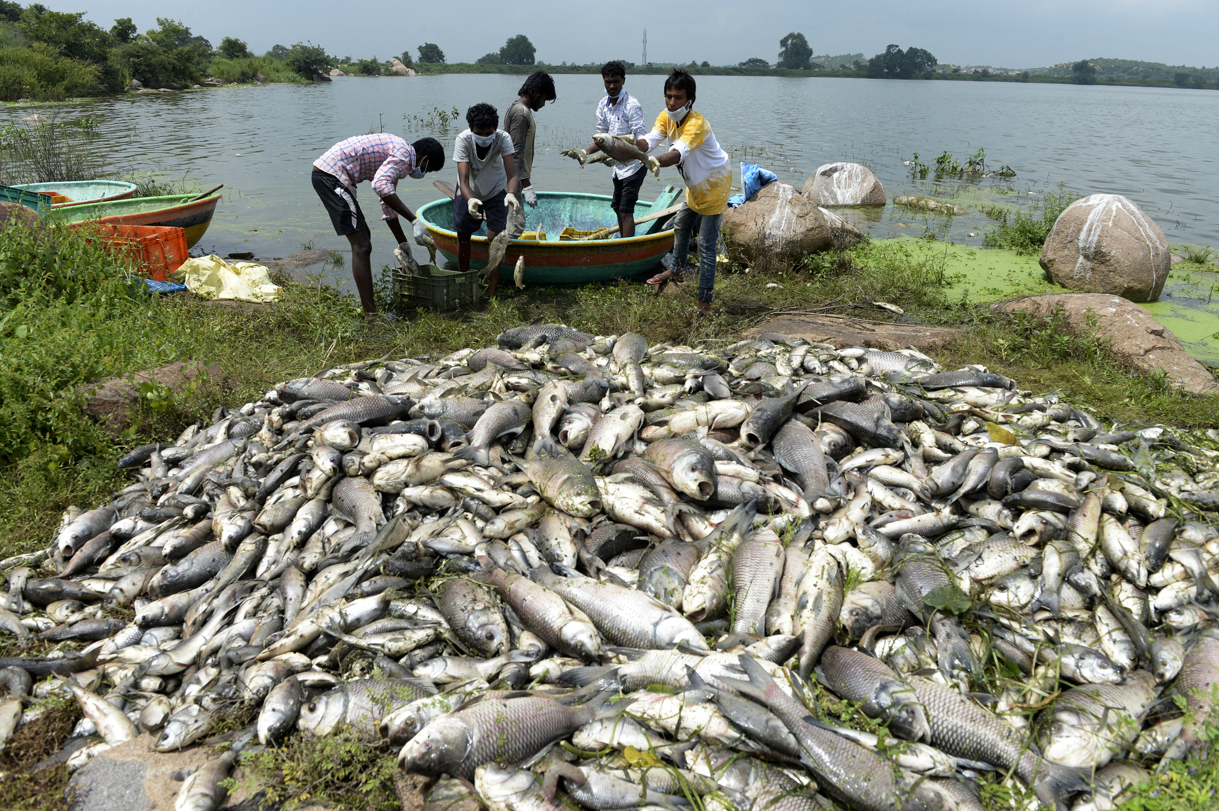 INDIA ENVIRONMENT POLLUTION FISH