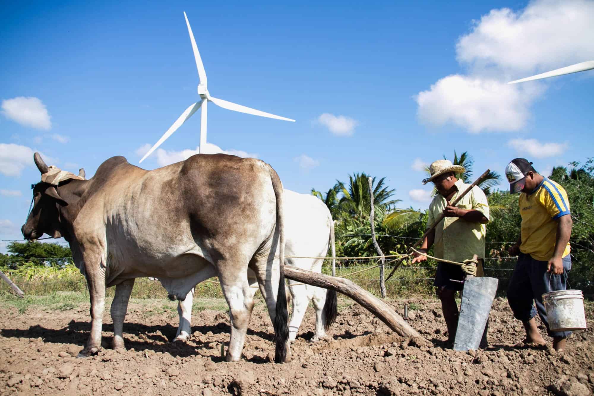 1 Isthmus farmers