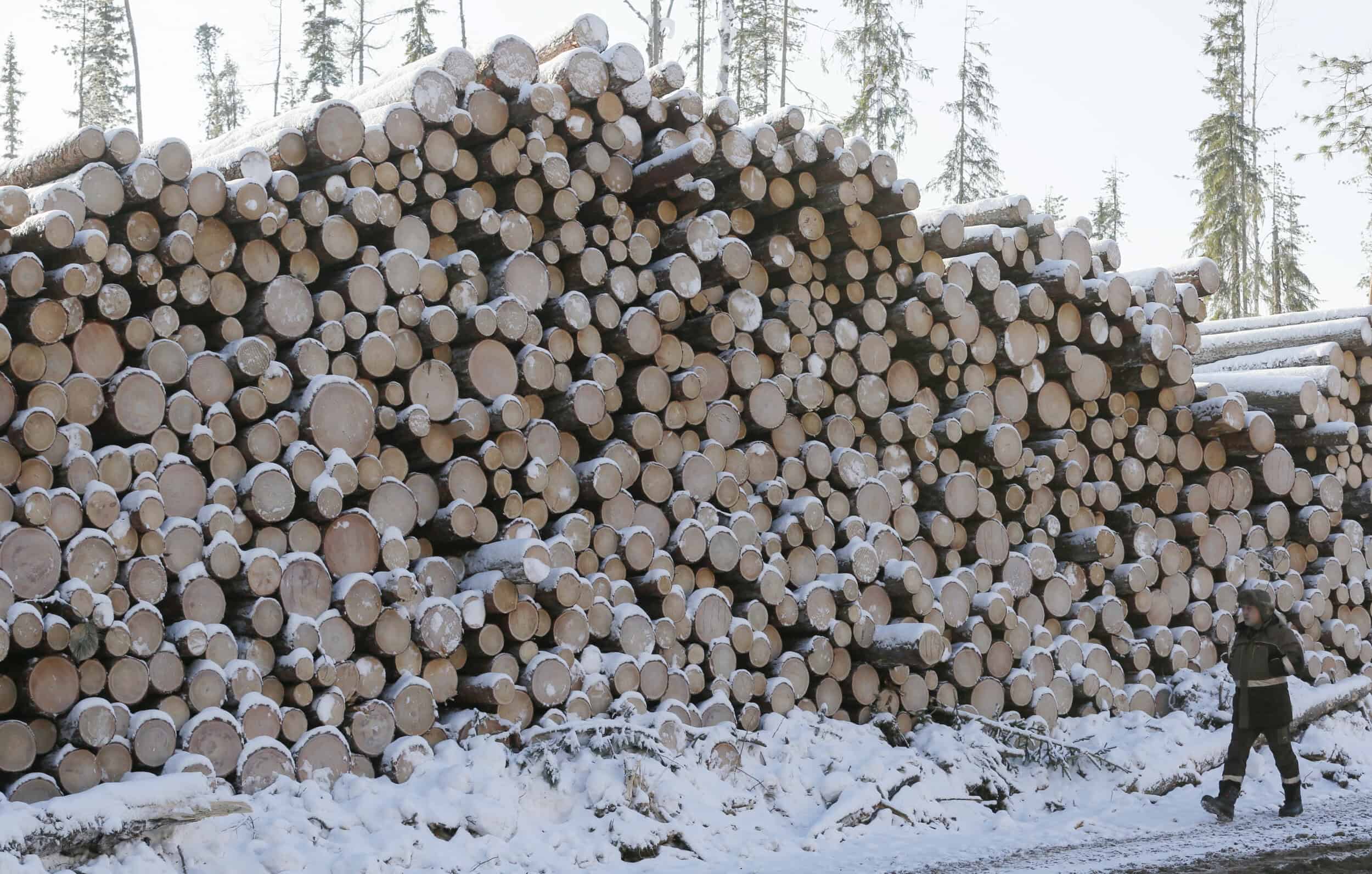 An employee walks past stacks of pine and larch logs at a felling site in Krasnoyarsk region