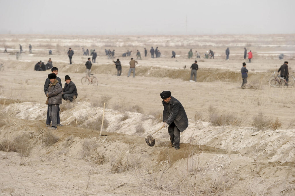 China, Xinjiang, uighur work on cotton plantation CHINA, autonomous province Xinjiang, uyghur worker prepare irrigation
