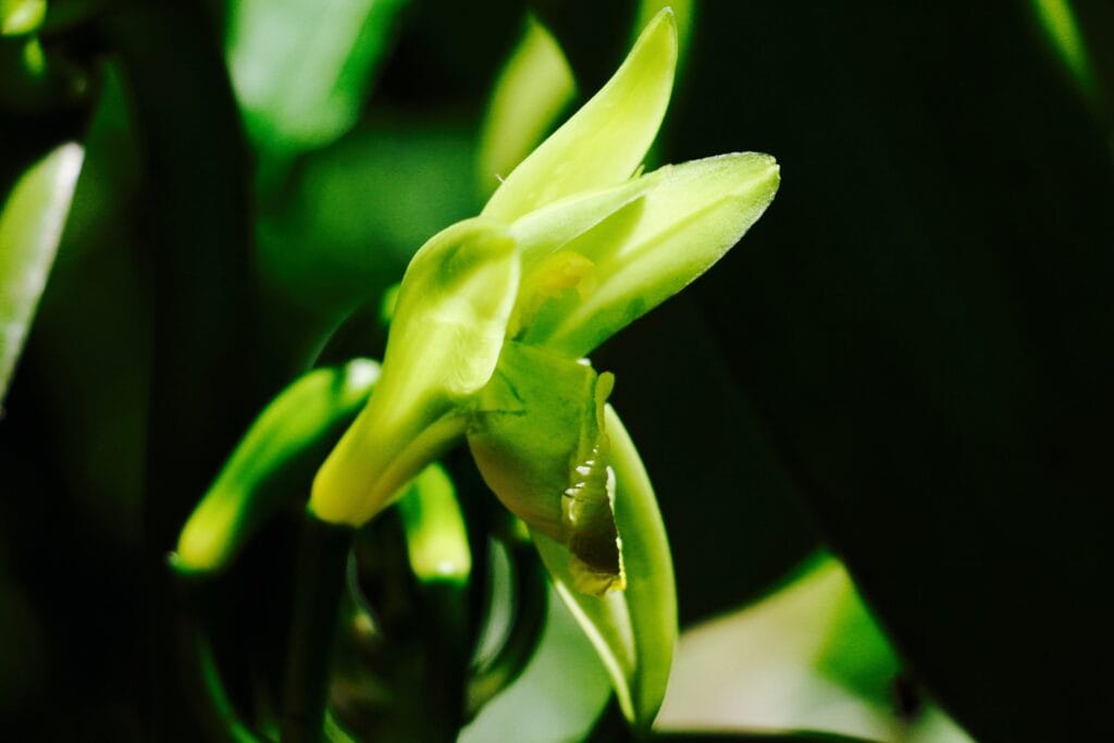 3 Jacky Flower.jpg