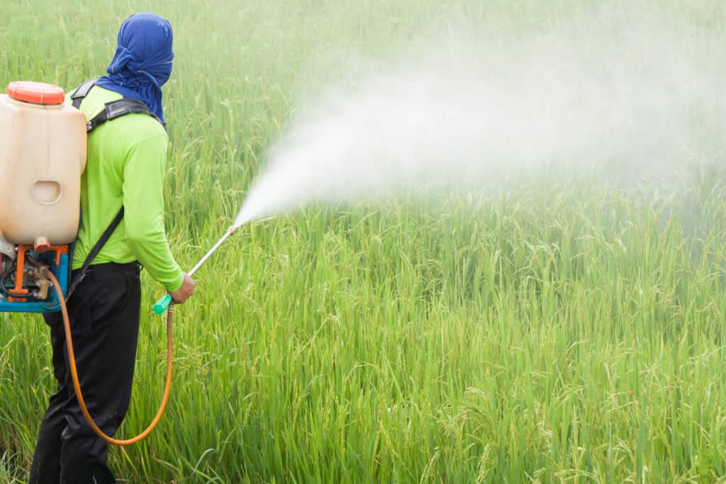 Farmer spraying pesticide in the rice field