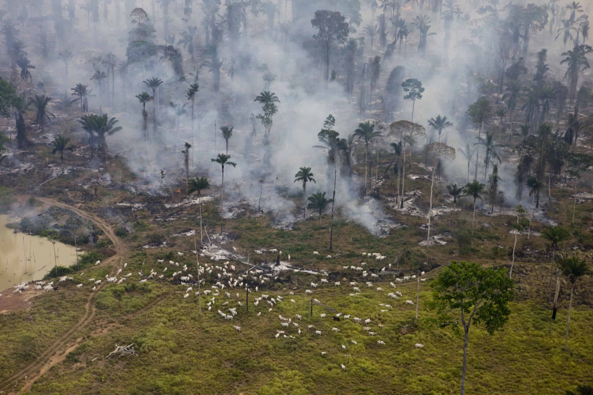Forest Fires in the Amazon