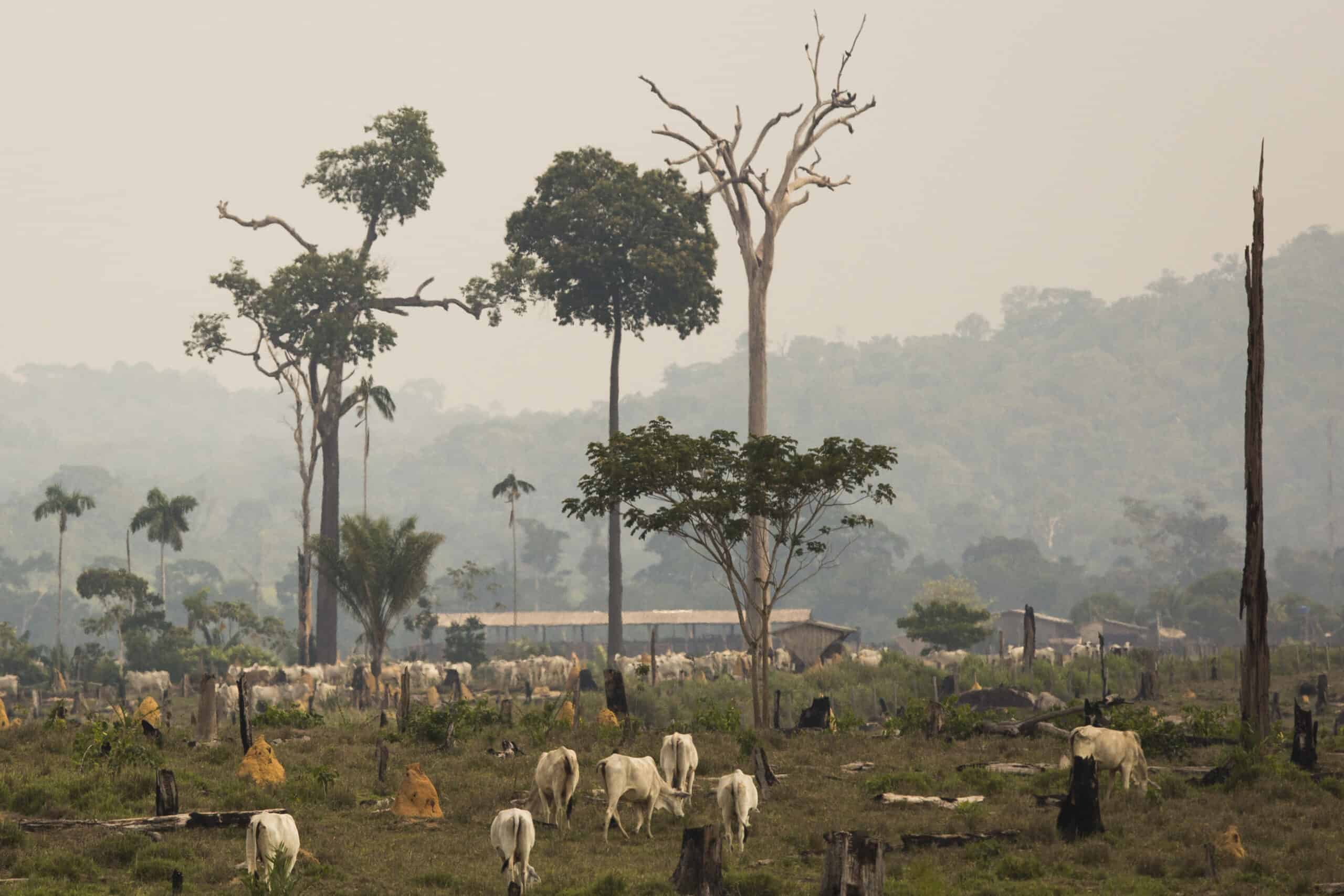 Cattle Raising in the Amazon Gado na Amazônia