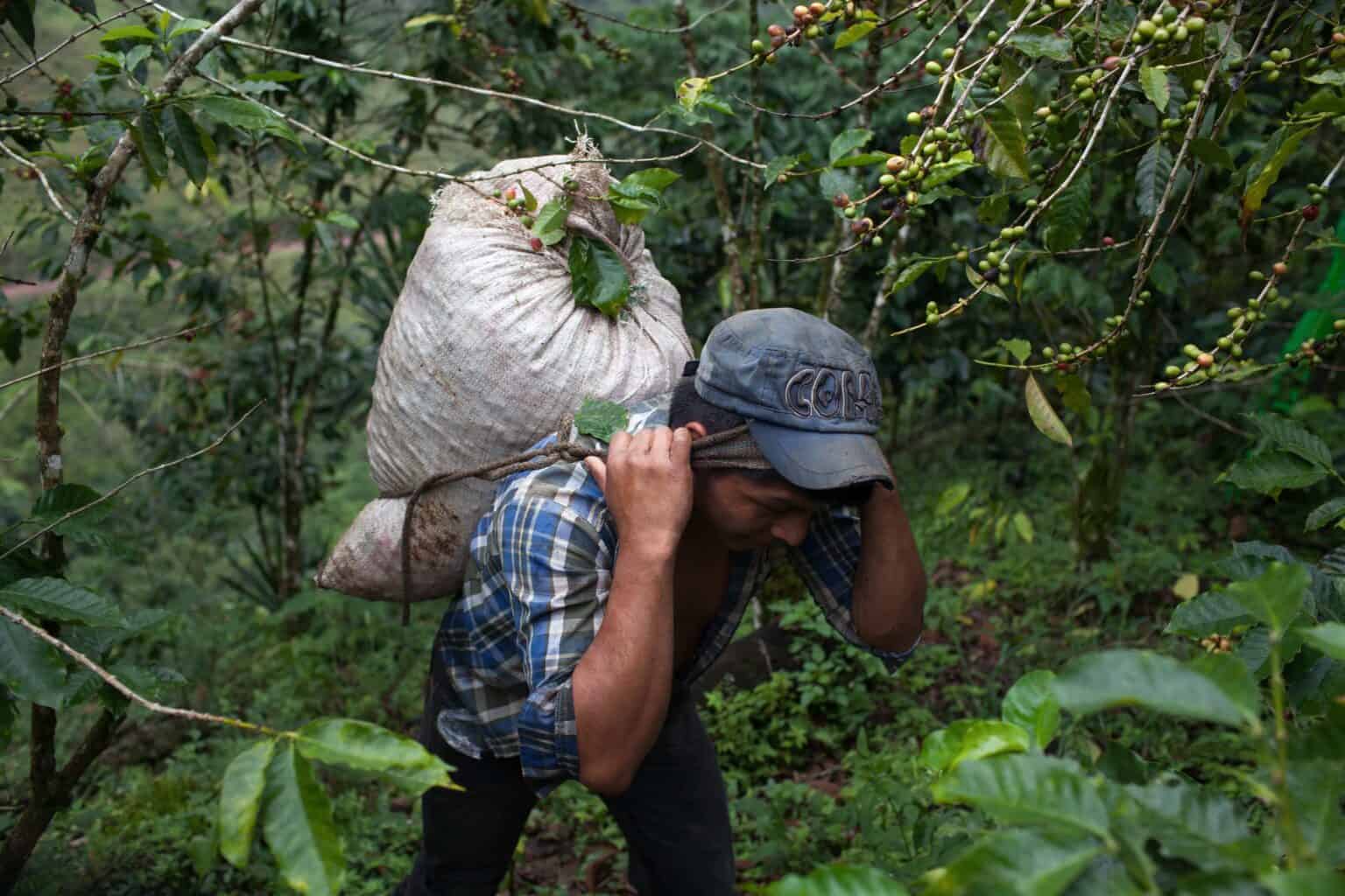 GUA 1511 COFFEE ASOBAGRI