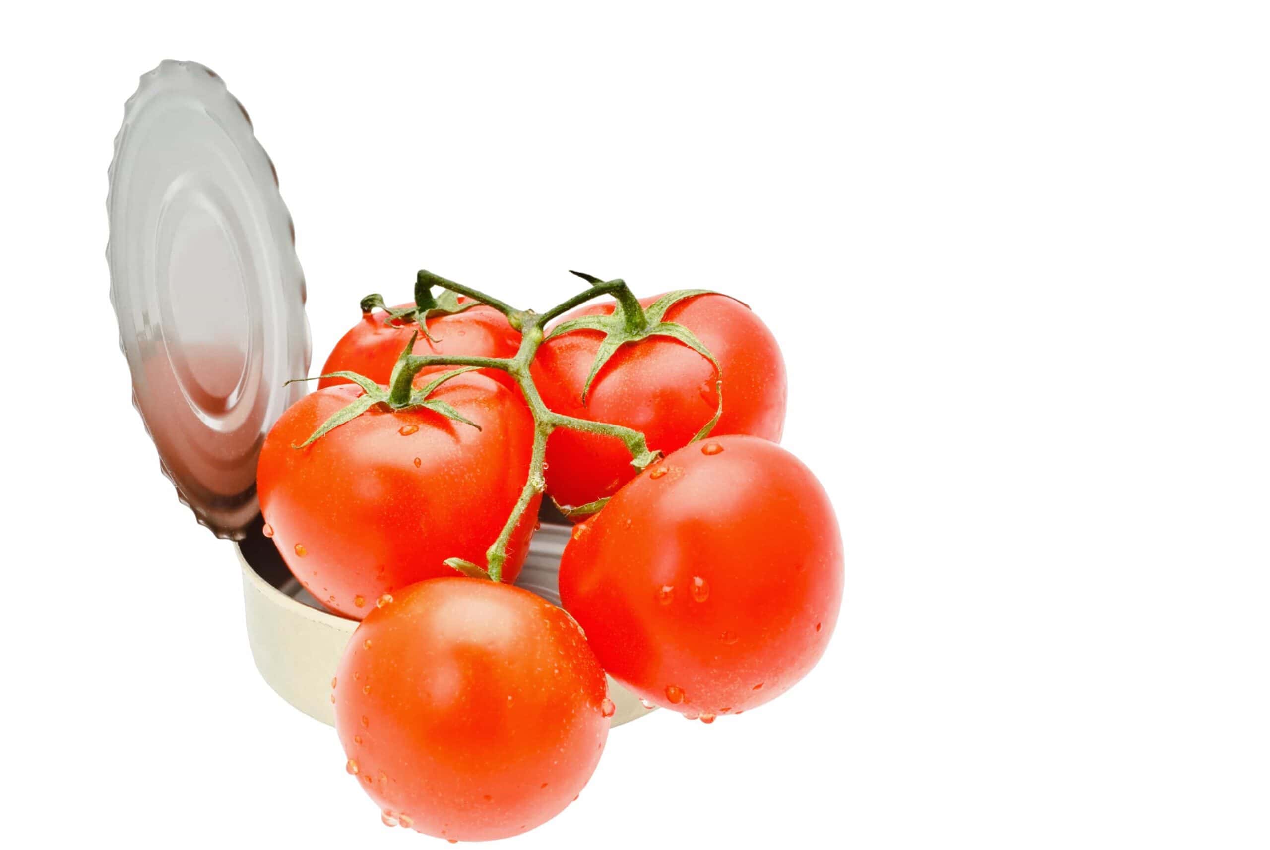 Illegale immigranter plukker tomater til danske supermarkeder