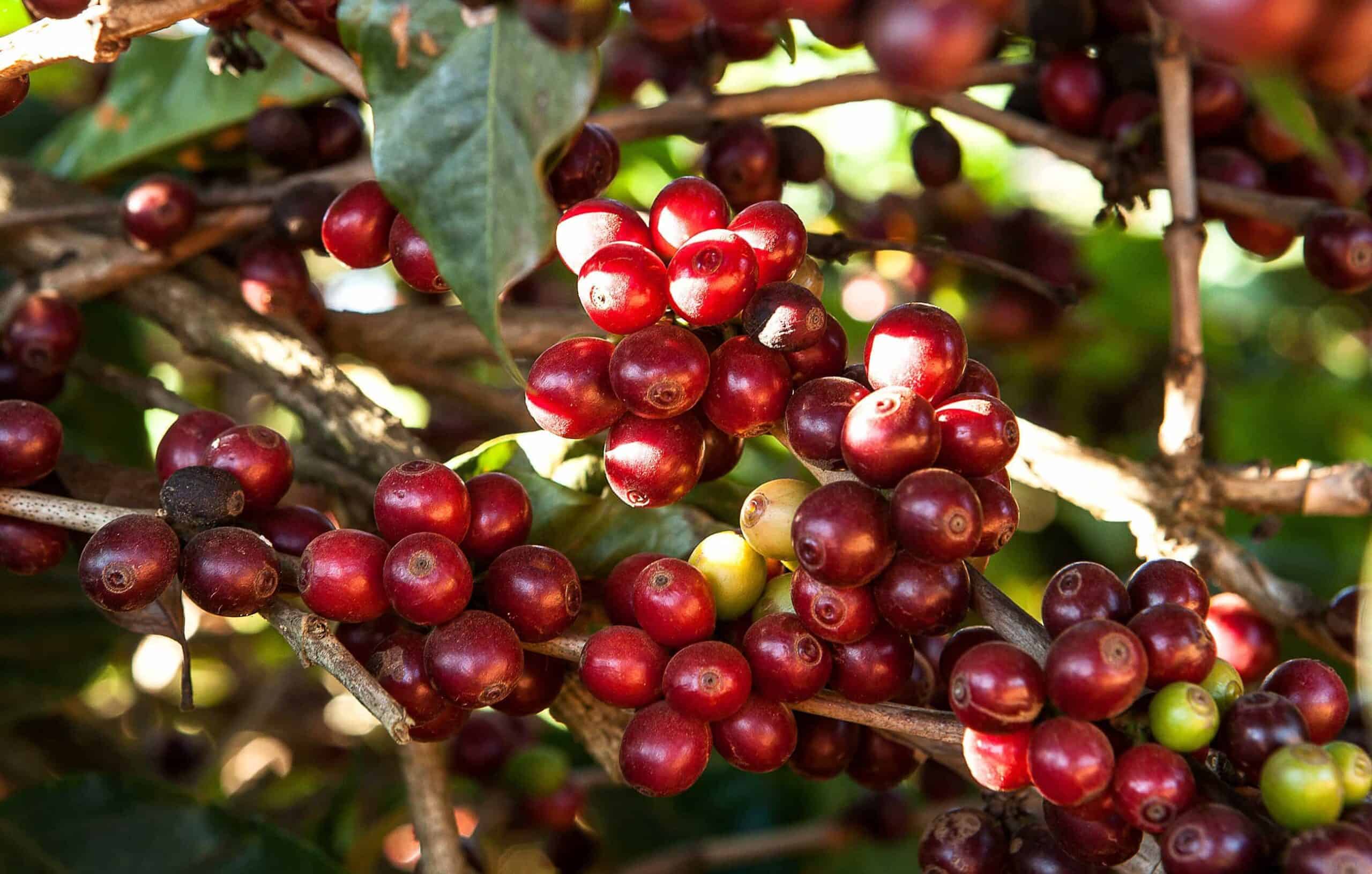 Kaffeboennerne i din kaffekop kan stamme fra plantager med gaeldsslaveri.