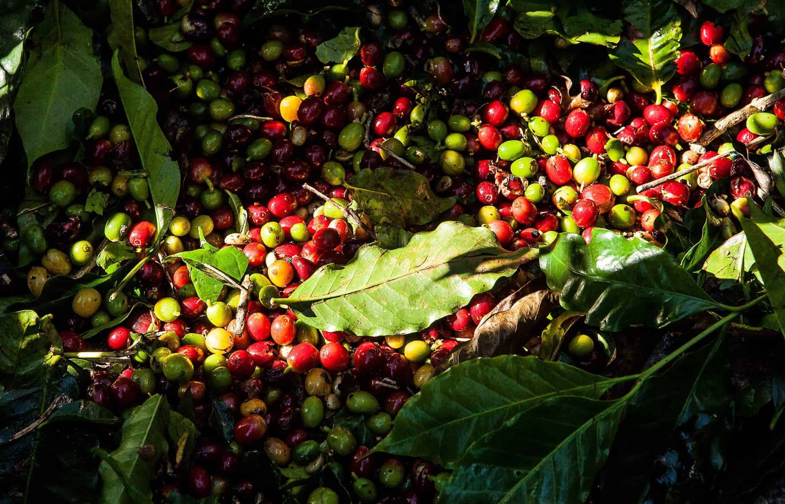 Kopi af Coffee
