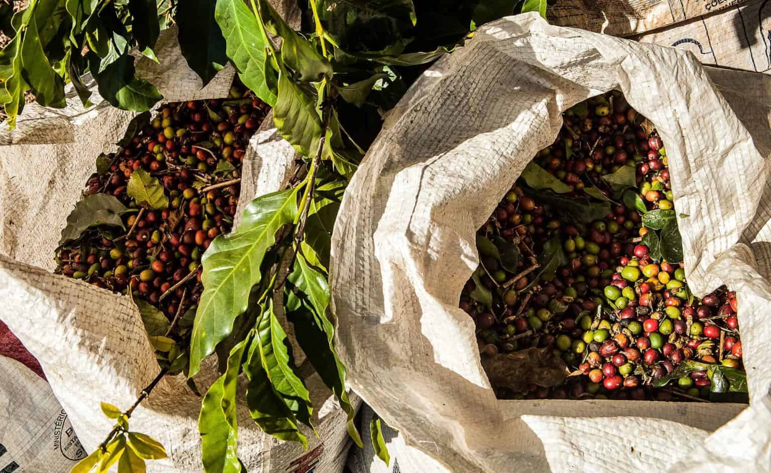 Kopi af Coffee