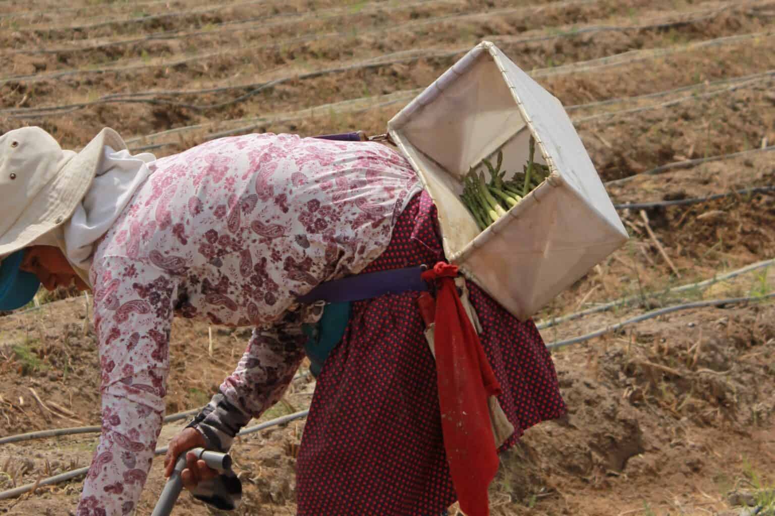 Kvinde Ica Asparges