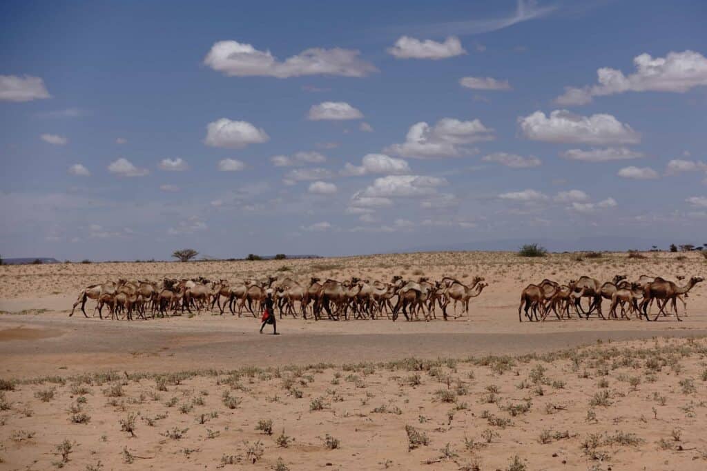 Pastoralists herding camels mostly in huge groups of hundreds of camels in order to protect themselves from violent attacks.jpg
