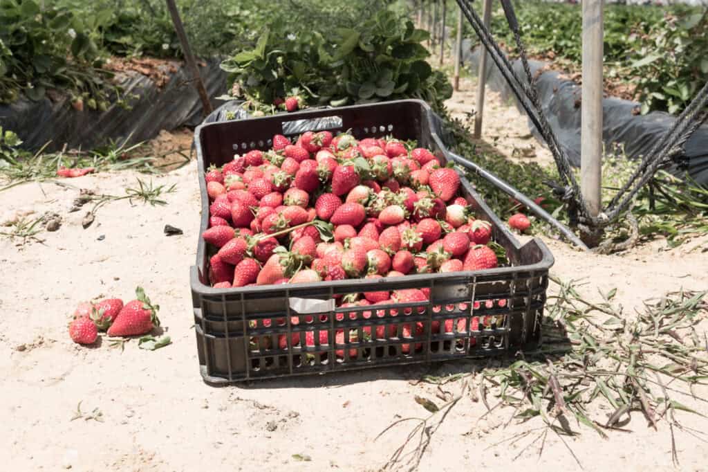 Strawberries Danwatch 27.jpg