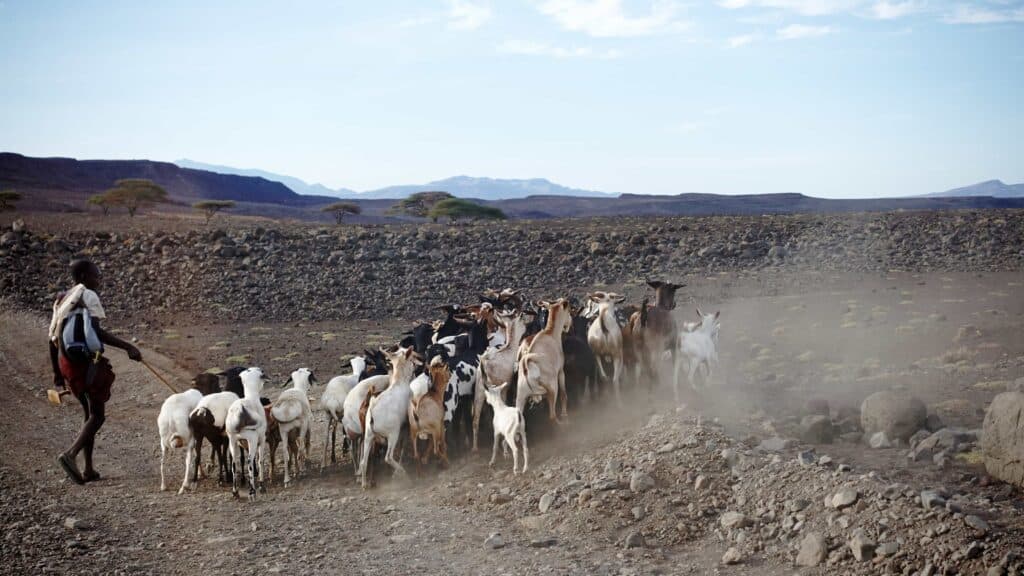 Young boy herding goats.jpg