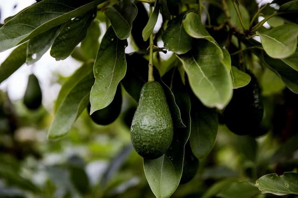 Avocado paa trae