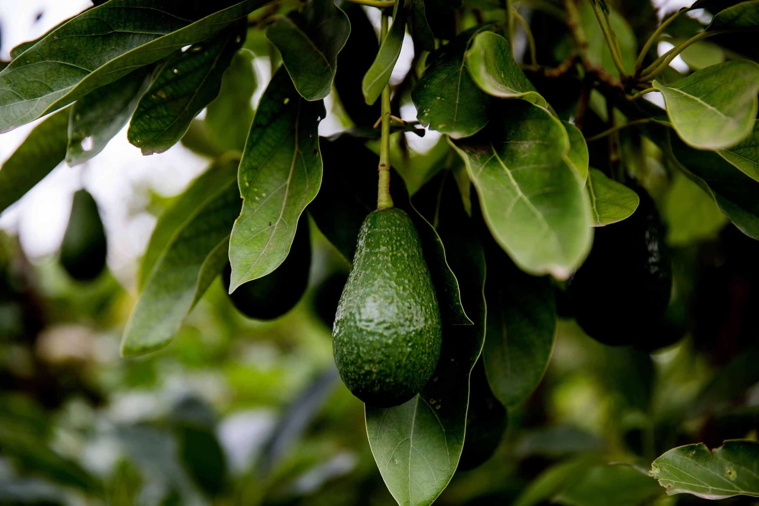 Avocado