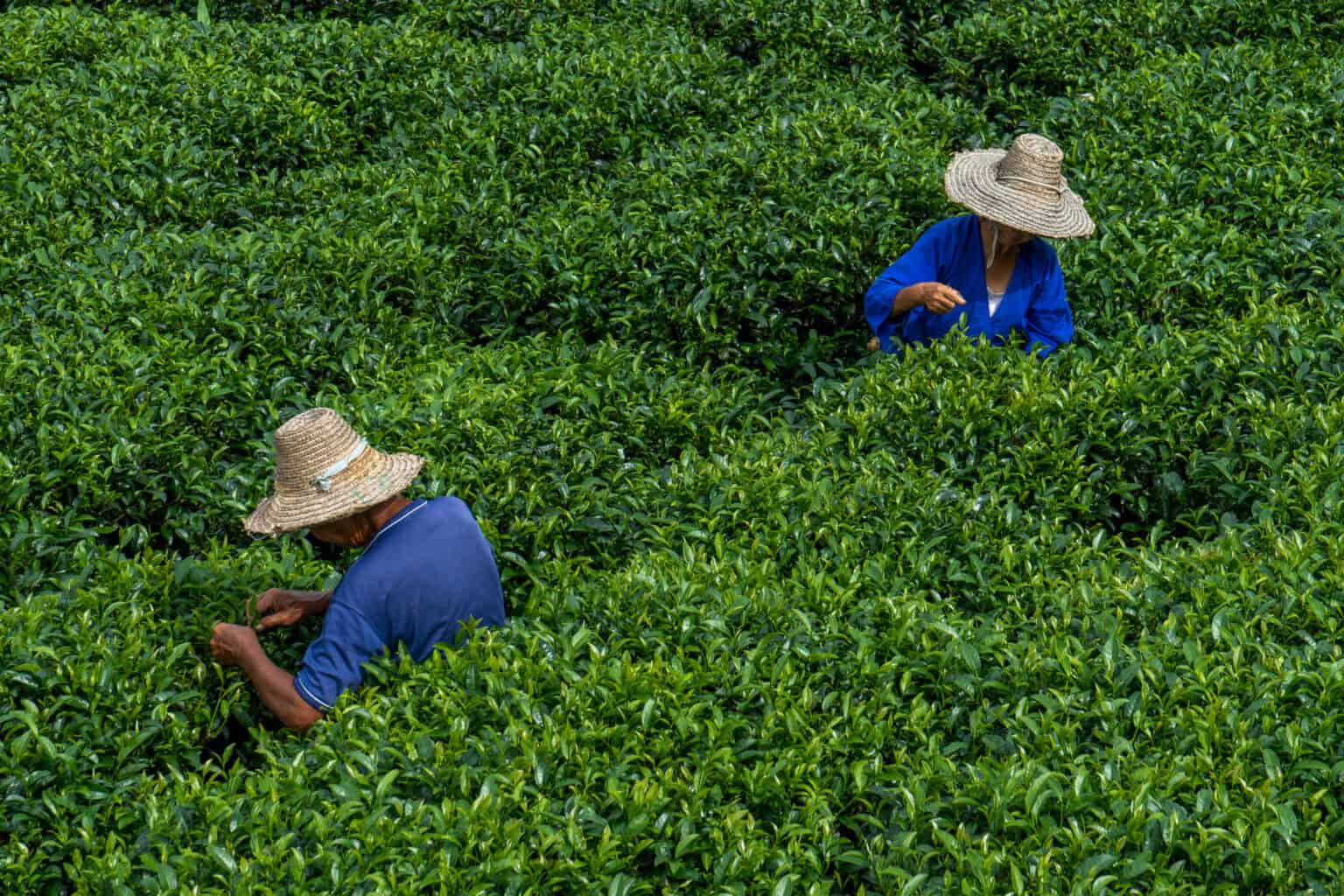 Flickr guillaume flament Tea harvest in Chenyang