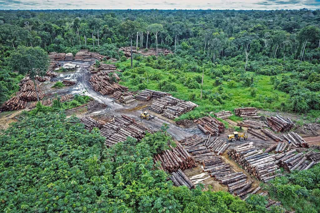Logging