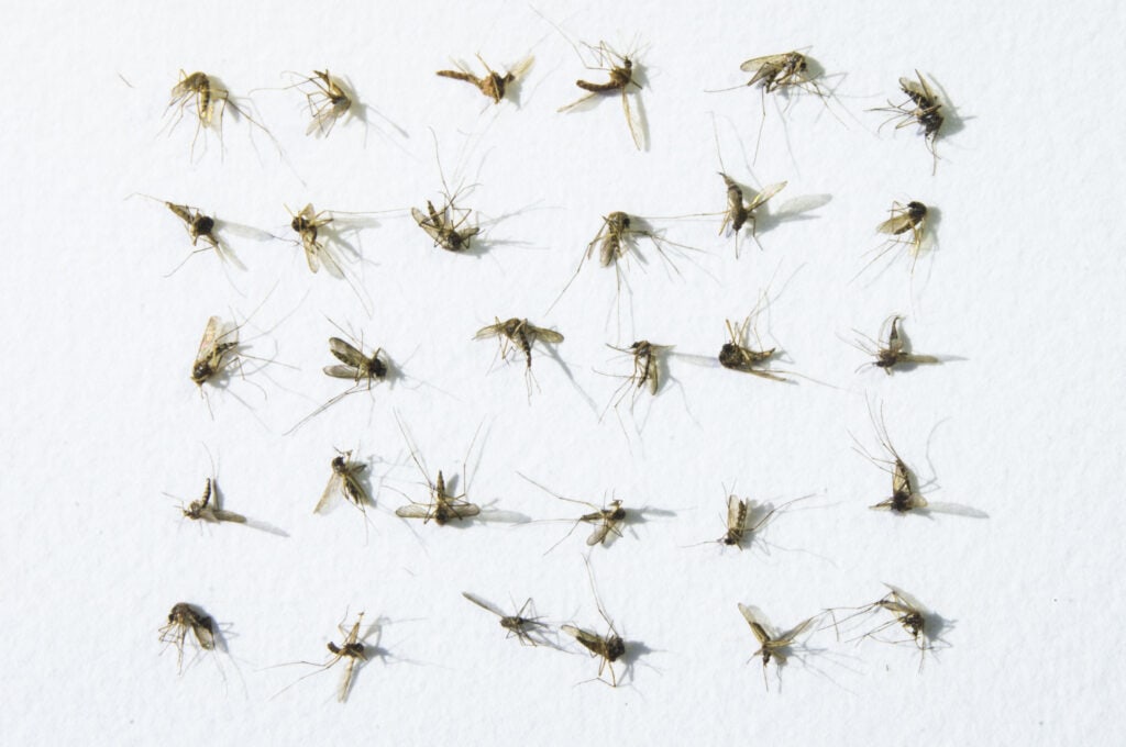 Northern House Mosquito, Culex pipiens, biting insects, dead Mosquitoes in rows on white background, hand made paper