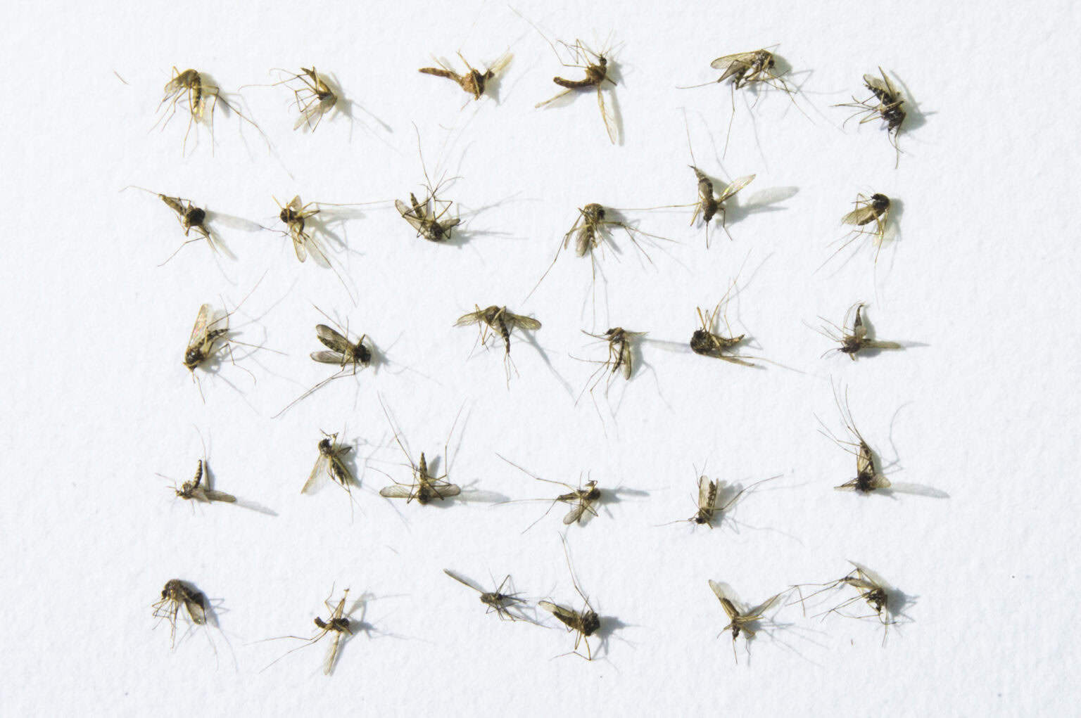 Northern House Mosquito, Culex pipiens, biting insects, dead Mosquitoes in rows on white background, hand made paper