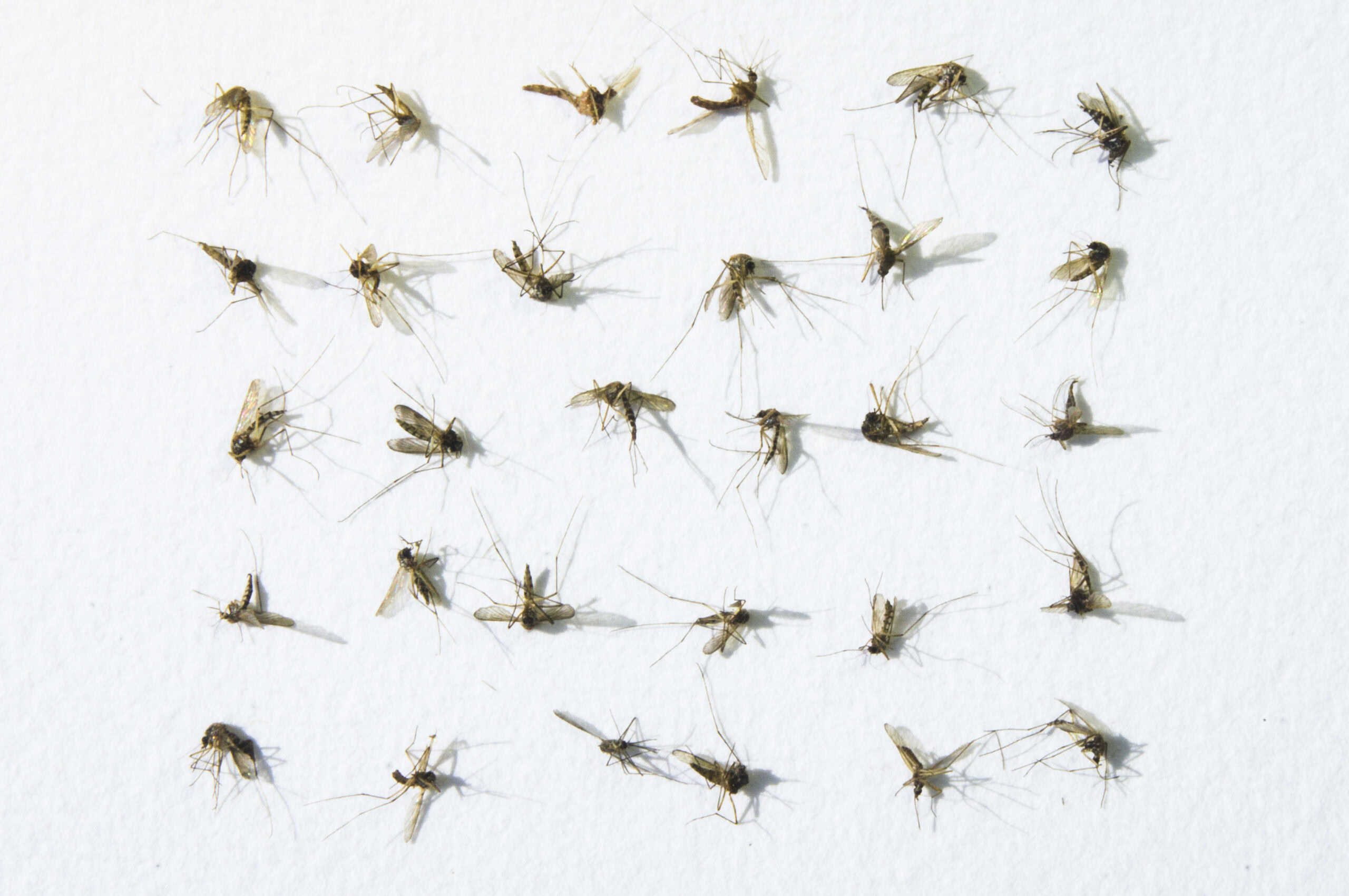 Northern House Mosquito, Culex pipiens, biting insects, dead Mosquitoes in rows on white background, hand made paper