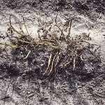 Kartofler (solanum tuberosum)