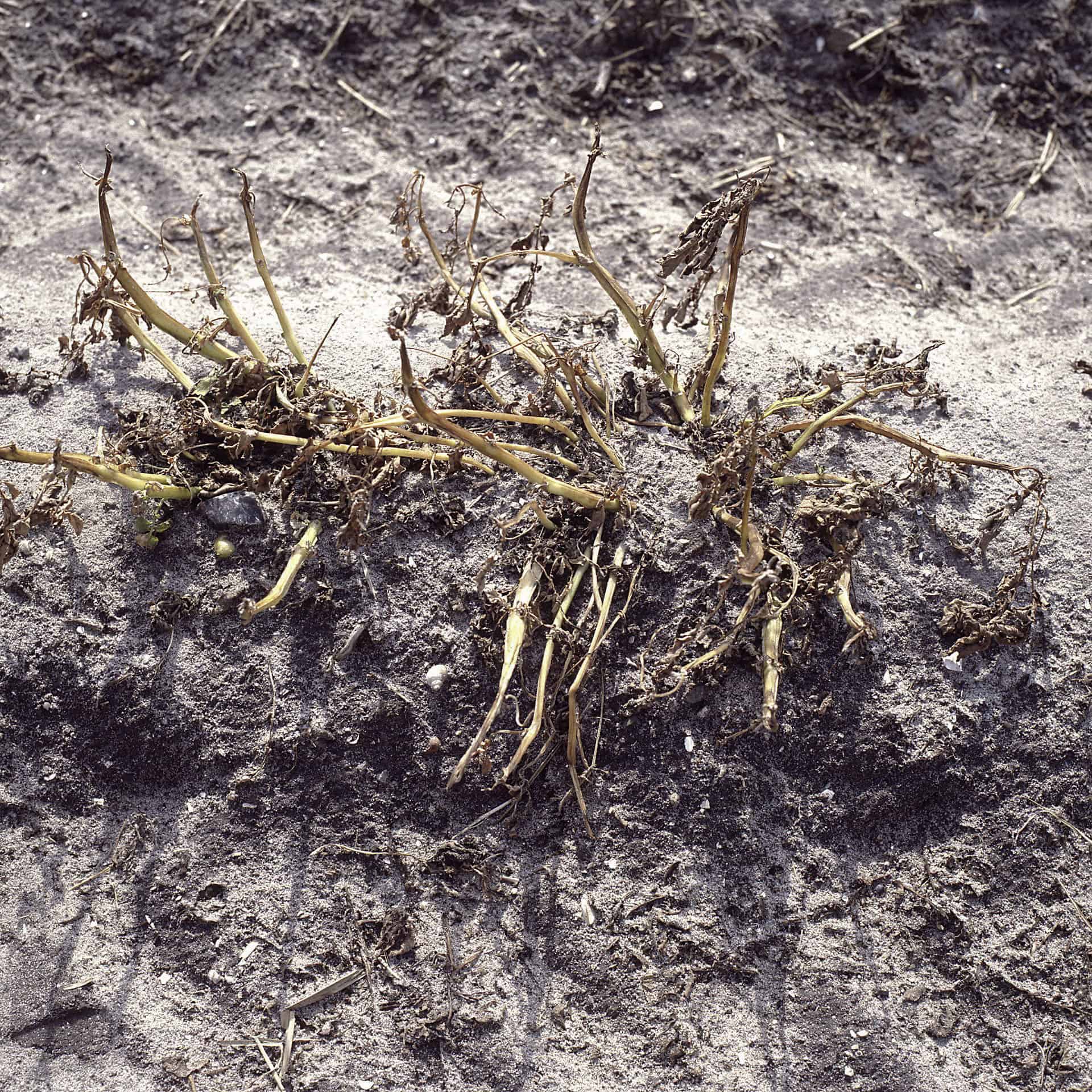 Kartofler (solanum tuberosum)