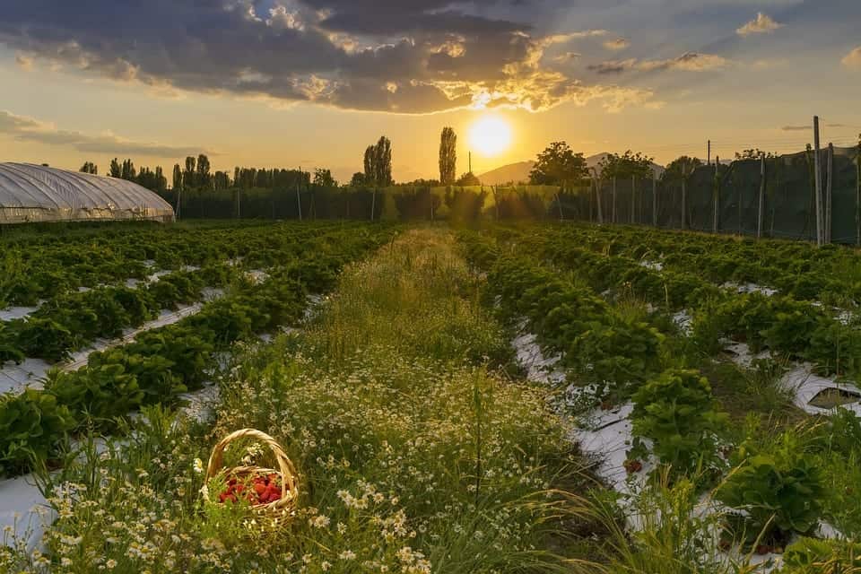 Straberry fields