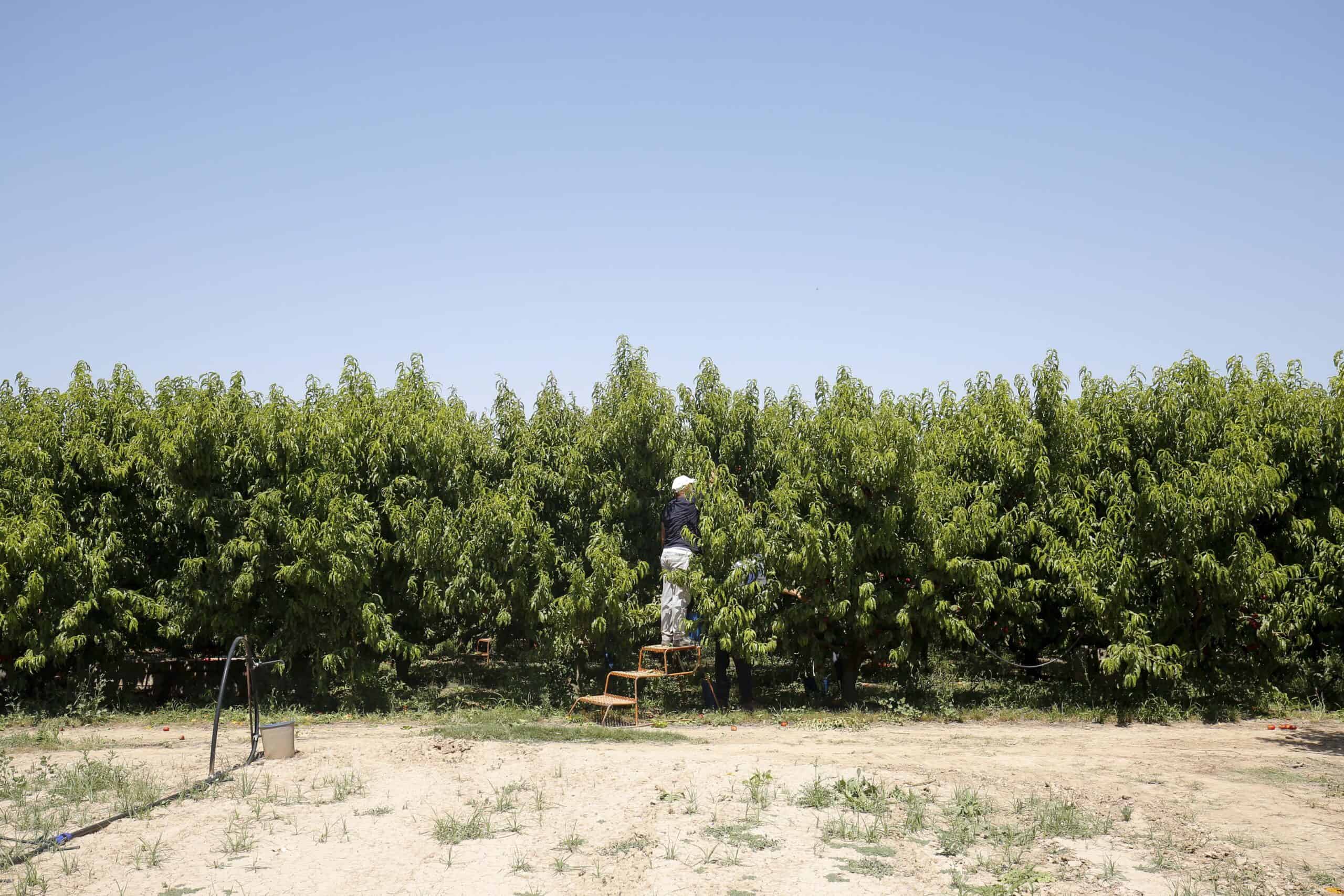 SPAIN HEALTH AGRICULTURE MIGRANTS