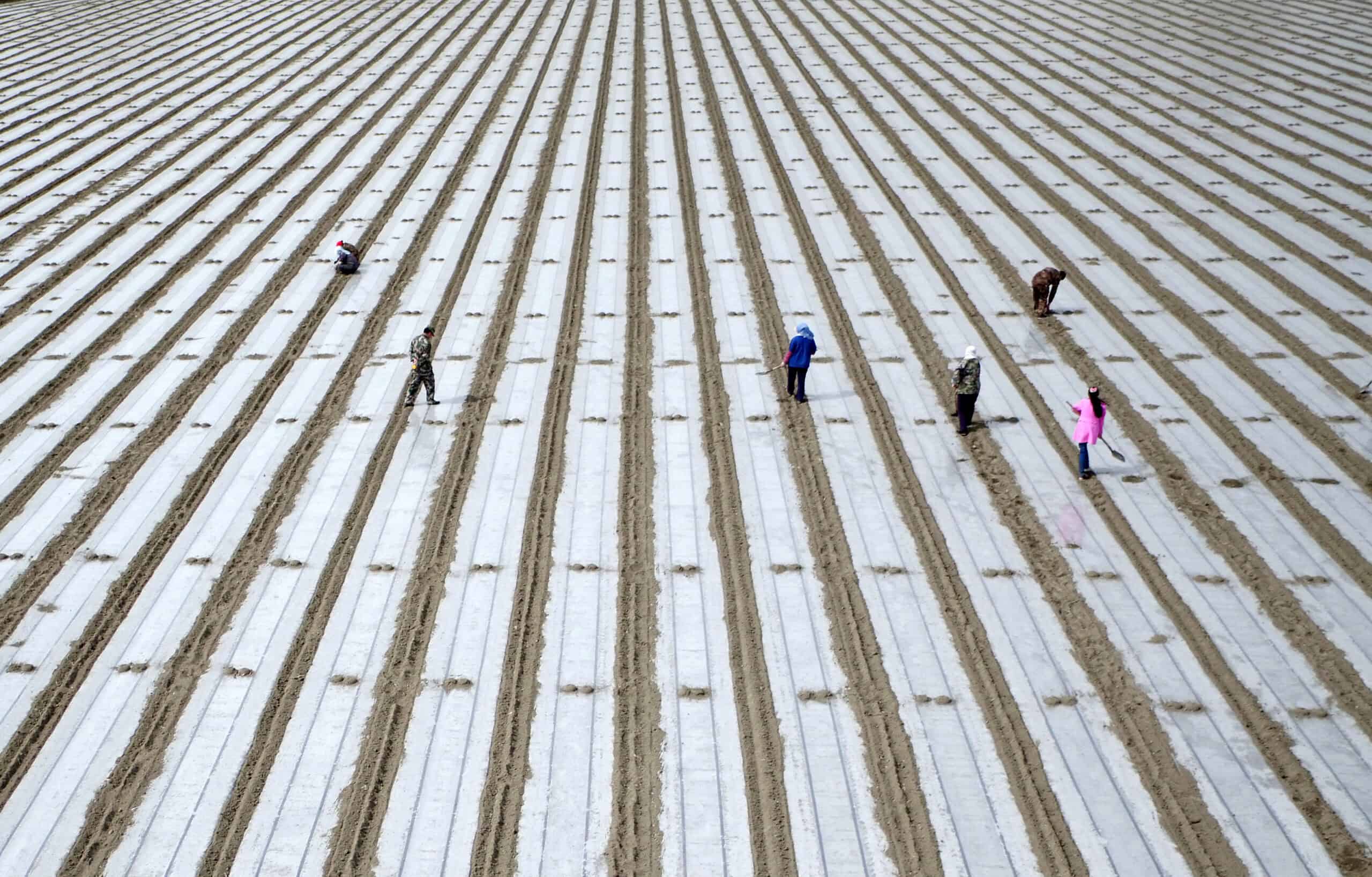 People sow cotton seeds in Korla