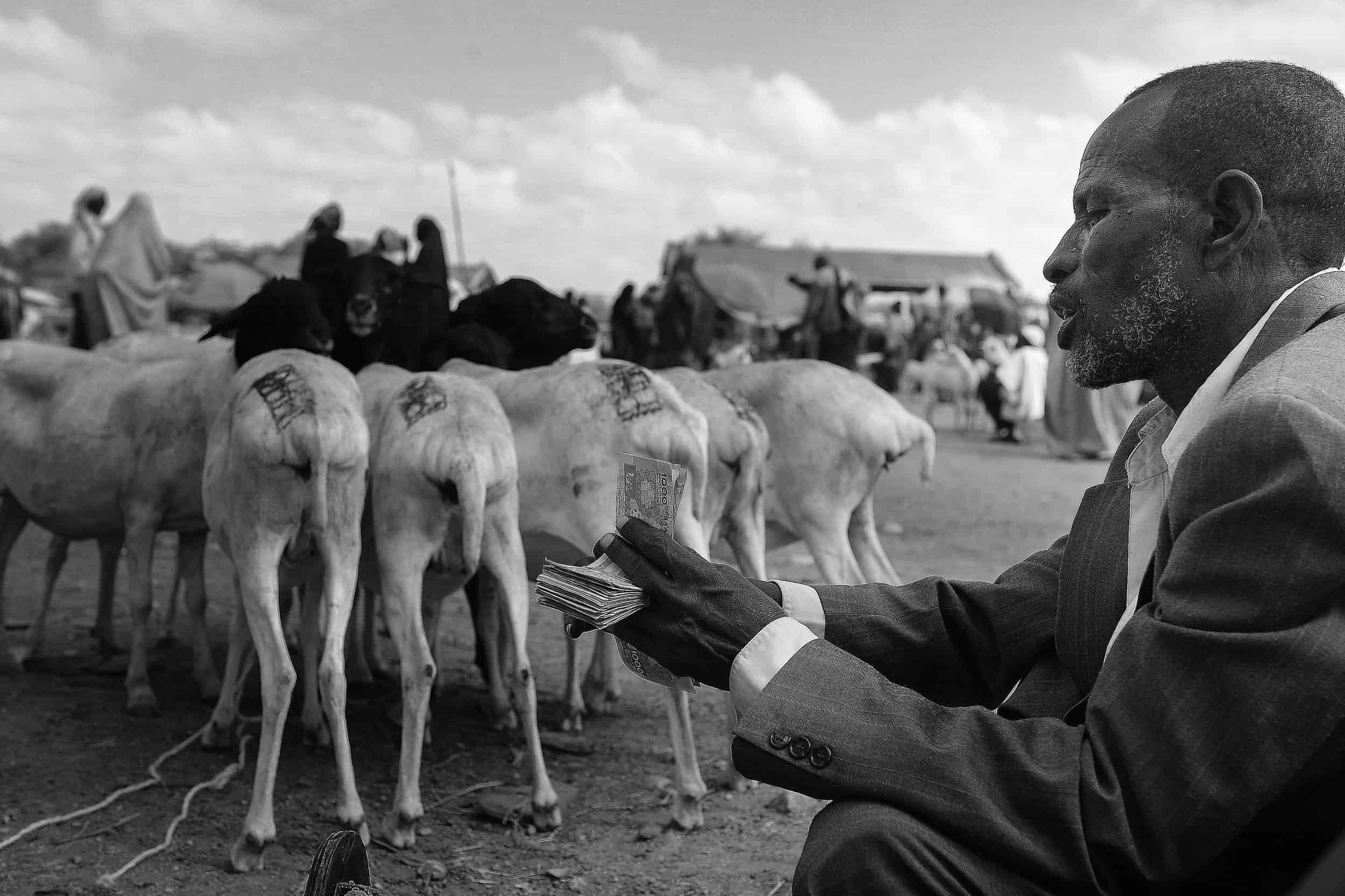 SOMALIA SOMALILAND ECONOMY BREEDING