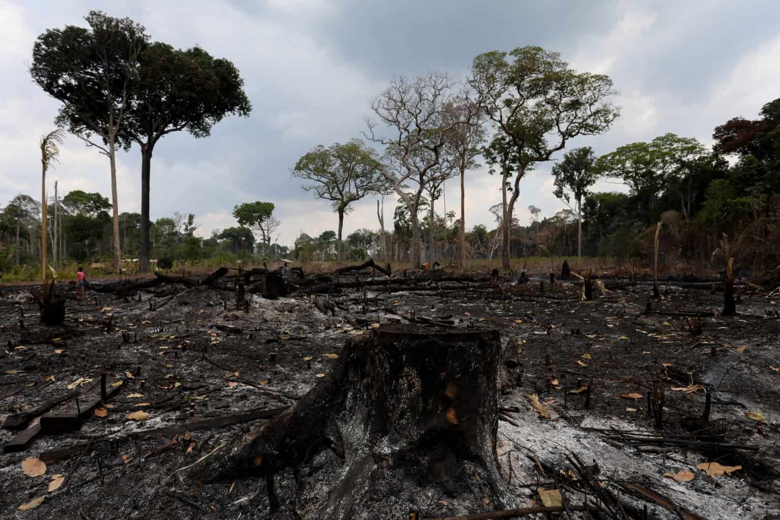 Brazil Environment Amazon Fire