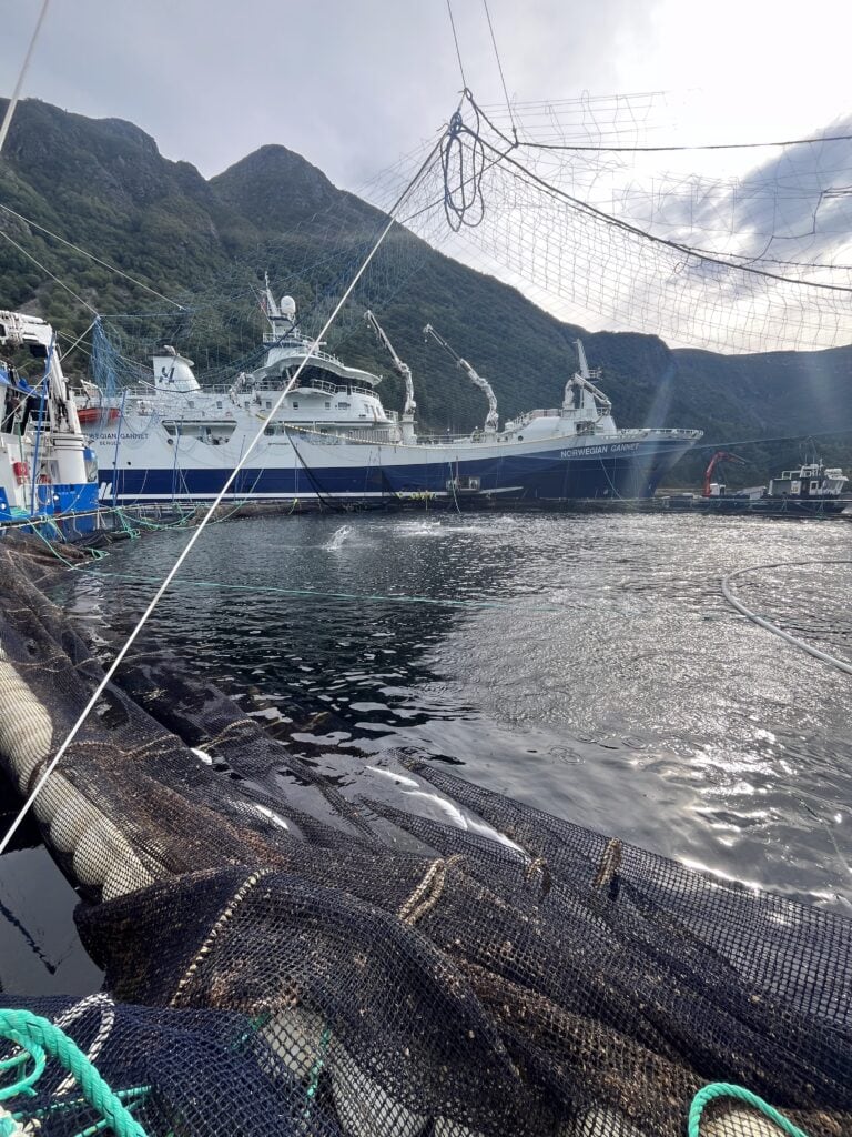 Dødfisk fanget i opplinet not