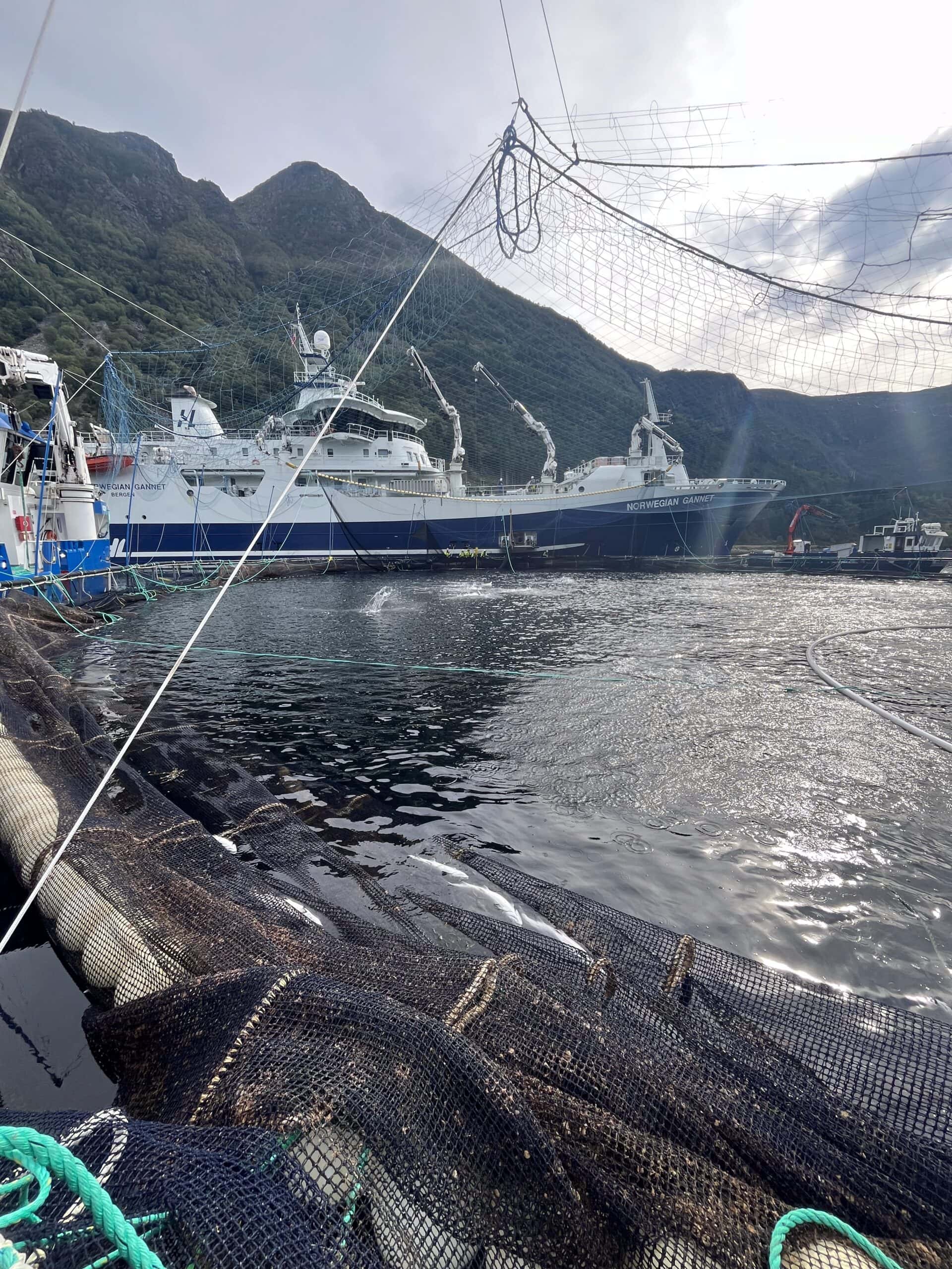 Dødfisk fanget i opplinet not