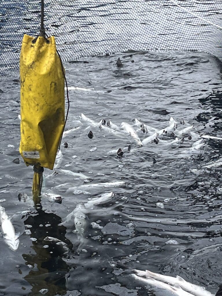Kast 1 loddrette, gapende fisk