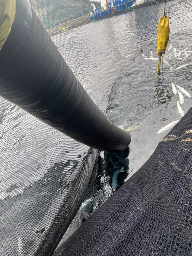 Kast 1 pumping av fisk