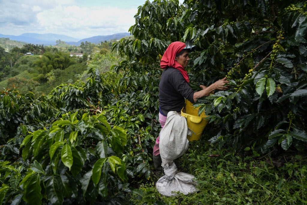 Bruselas, huíla, colômbia 31 01 2025 trabalhadora colhendo café em plantação de pequena fazenda de café especial na zona rural de bruselas, distrito de pitalito, que é forte na produção de café. reportagem sobre cadeia produtiva do café na col