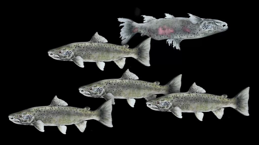 video cover image