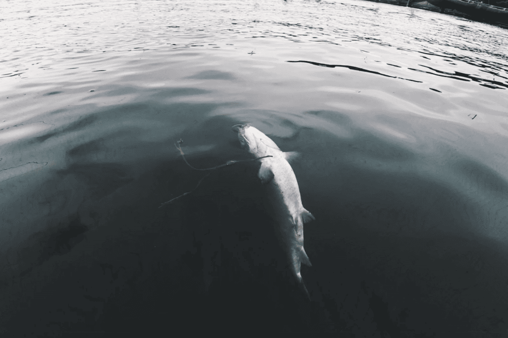 video cover image