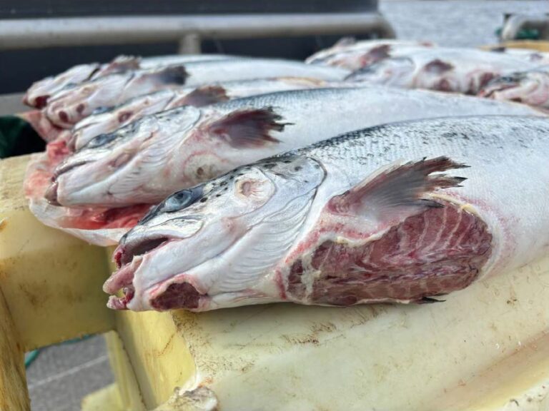 Nærbilde 1 avlivede svimere M7