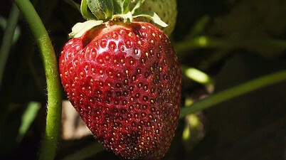 Jordbær, ( Fragaria ), Rosefamilie, ( Rosaceæ ), Planter.