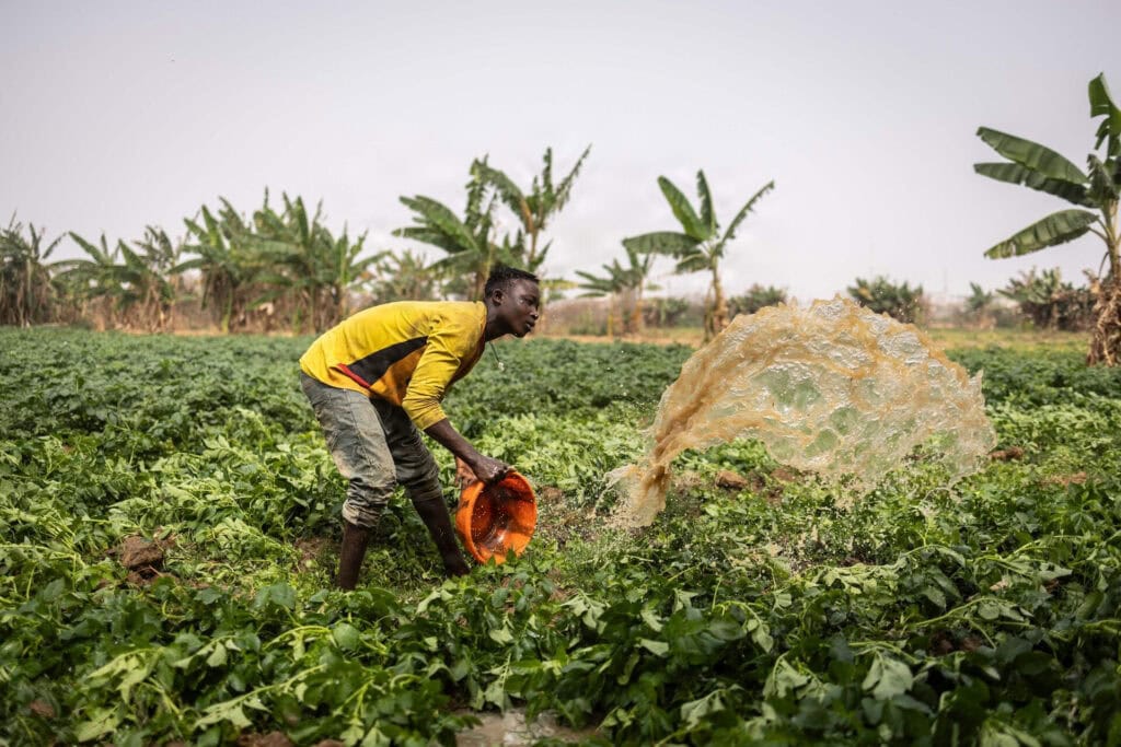 TOPSHOT NIGERIA AGRICULTURE AGRONOMY