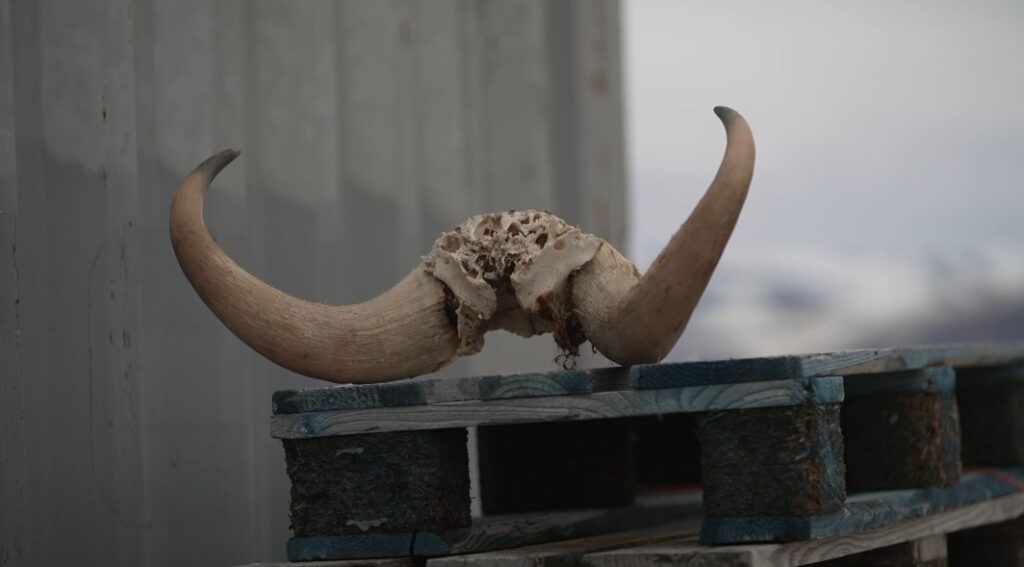 Horn fra moskusokse